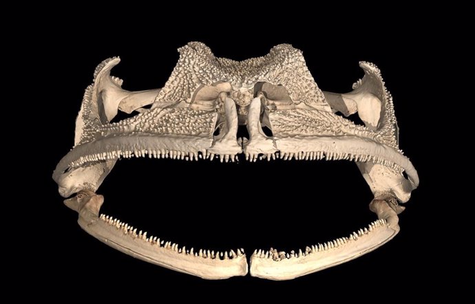 Las tomografías computarizadas de los cráneos de Gastrotheca guentheri revelaron lo que parecían ser filas idénticas de dientes tanto en la mandíbula superior como en la inferior, lo que los investigadores confirmaron más tarde mediante disección.