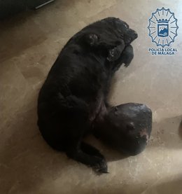 Perra con un tumor de gran tamaño