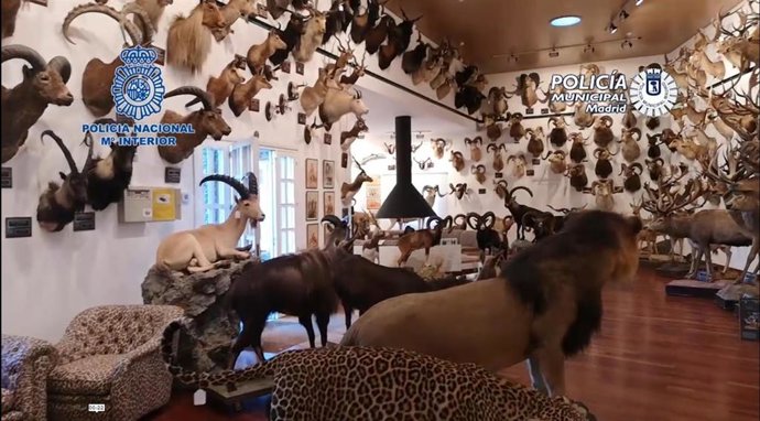 Intervenidos 49 ejemplares de animales disecados como osos, leopardos o primates y 132 piezas de marfil