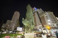 Llega a Plaza de España el abeto de 18 metros que "iluminará la Navidad" con 1.800 metros de luces y 800 bolas