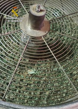 Imagen de la plantación intervenida