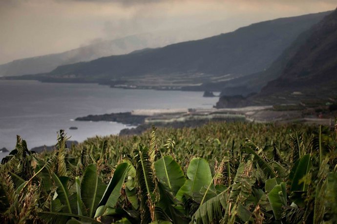Varias plataneras en Fuencaliente, a 9 de noviembre de 2021, en La Palma, Santa Cruz de Tenerife, Canarias (España). La Palma es la isla del archipiélago que más plátano produce después de Tenerife, el 50% de su PIB viene de esta fruta a la que se dedic