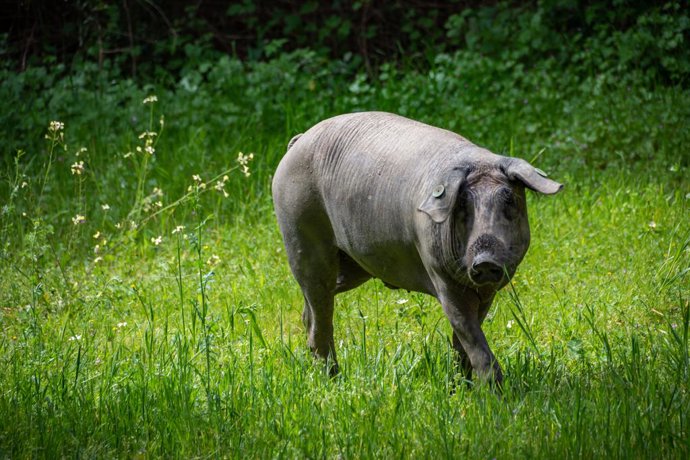 Archivo - Un cerdo de raza ibérica pura en la Finca Morianillo de la empresa Jierrito Alto en Jerez de los Caballeros/ Badajóz /Extremadura (España).