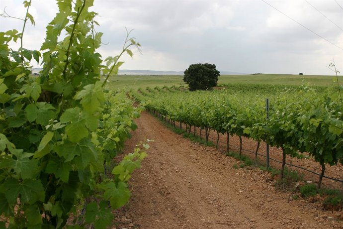 Archivo - Campo, vid,