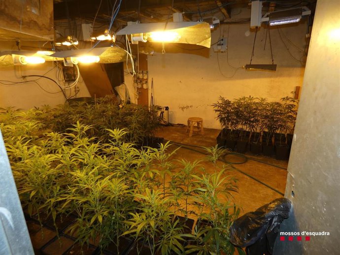 Imagen de la plantación