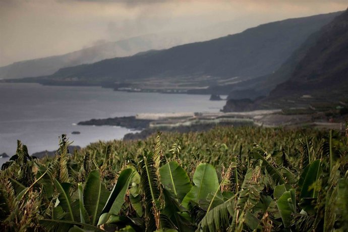 Varias plataneras en Fuencaliente, en La Palma. 