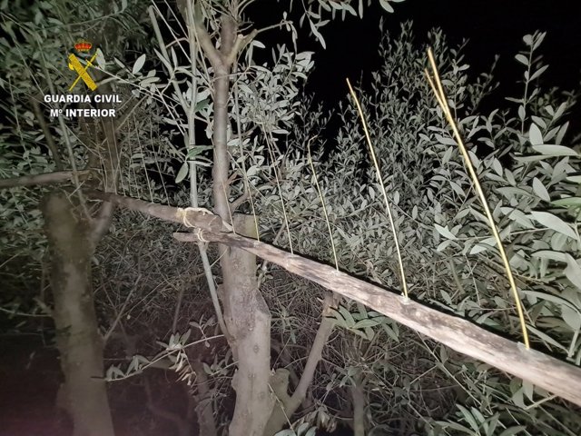 Investigadas 10 personas tras ser sorprendidas cazando aves mediante el 'parany'