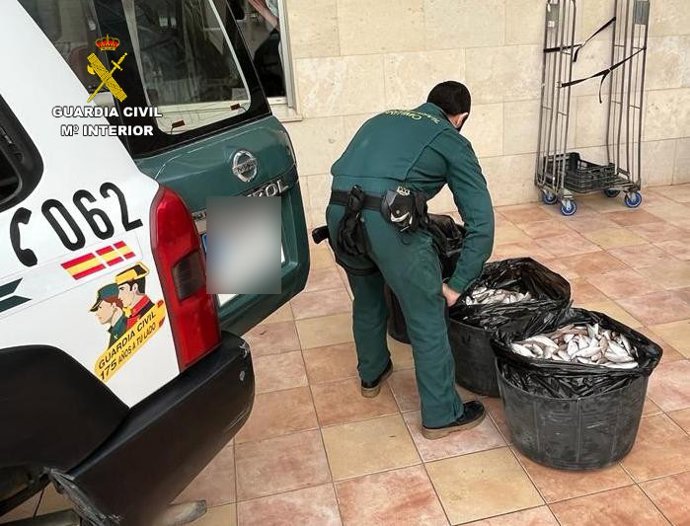 Aprehendidos 213,25 kilos de pescado de talla antirreglamentaria en Vinars y Benicarló