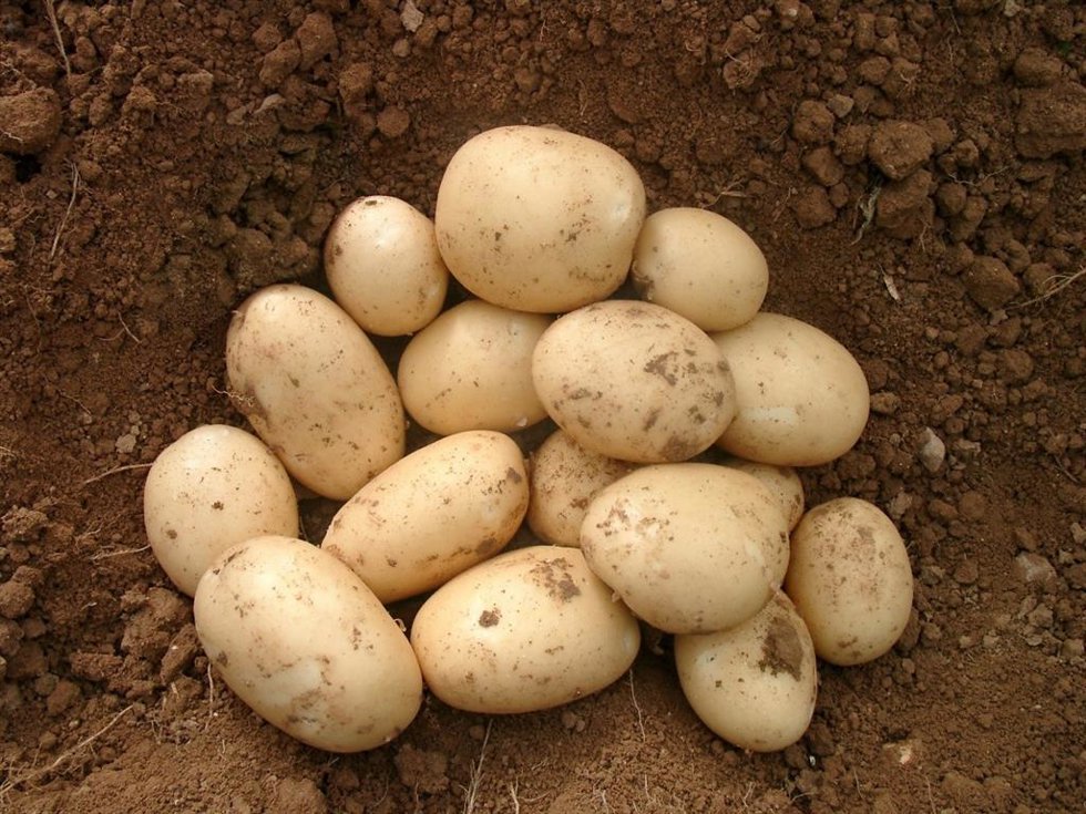 Patatas