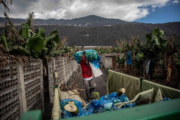 Un agricultor echa al camión plataneras cubiertas de ceniza, en una finca de Fuencaliente, a 9 de noviembre de 2021, en La Palma, Santa Cruz de Tenerife, Canarias (España). La Palma es la isla del archipiélago que más plátano produce después de Tenerife