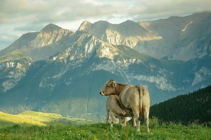 La Estrategia Vacuno de Carne Carbono Neutral 2050