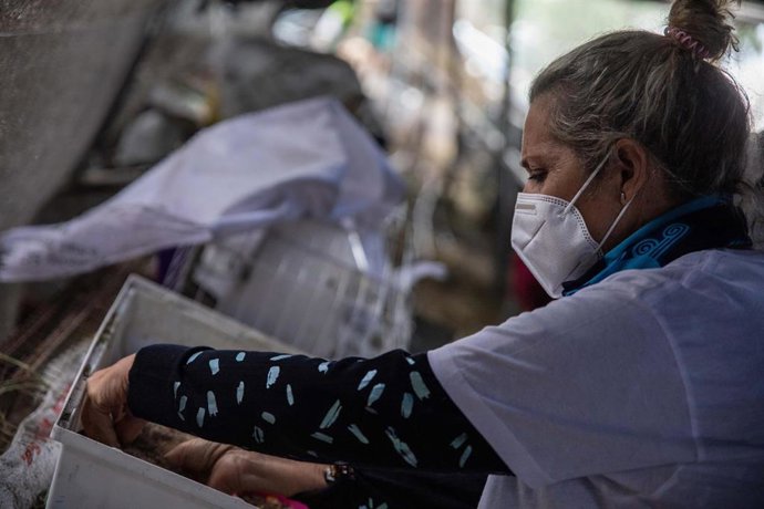 Una voluntaria veterinaria inspecciona un conejo en malas condiciones