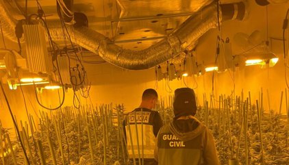 Detenidas 23 personas de una organizacion dedicada a cultivo de marihuana y blanqueo en apuestas deportivas