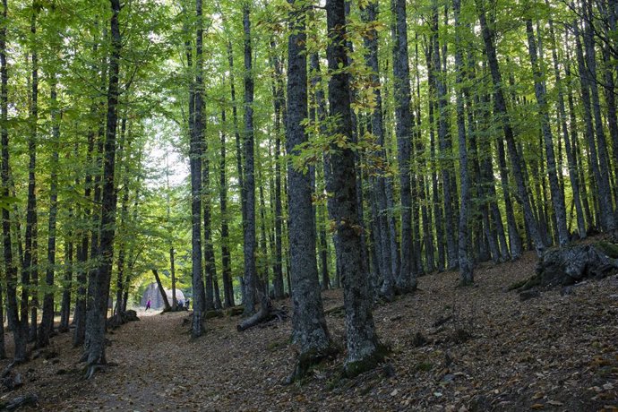 Arbres en una imatge d'arxiu