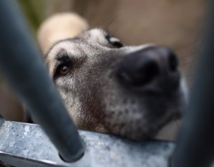 Archivo - Un perro observa a través de los barrotes de su jaula de las instalaciones del Centro Integral de Acogida de Animales de la Comunidad de Madrid (CIAAM) en Colmenar Viejo, Madrid (España), a 8 de febrero de 2021.