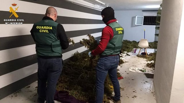 A Guardia Civil detiene a cuatro personas en Alagón y Tauste e interviene 280 kilos de marihuana.