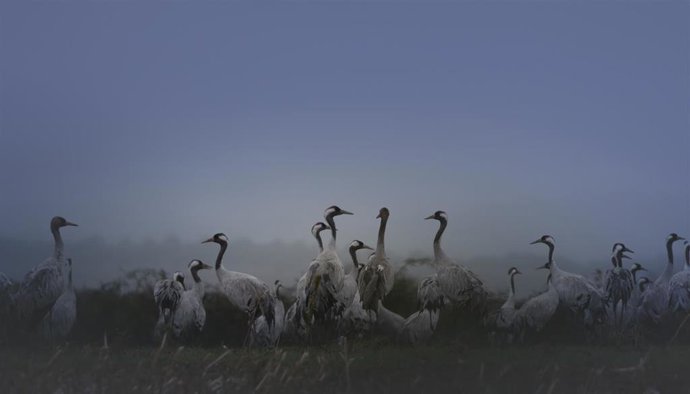 Archivo - Las grullas protagonizan la fotografía ganadora del concurso de aves de Moraleja 2019.