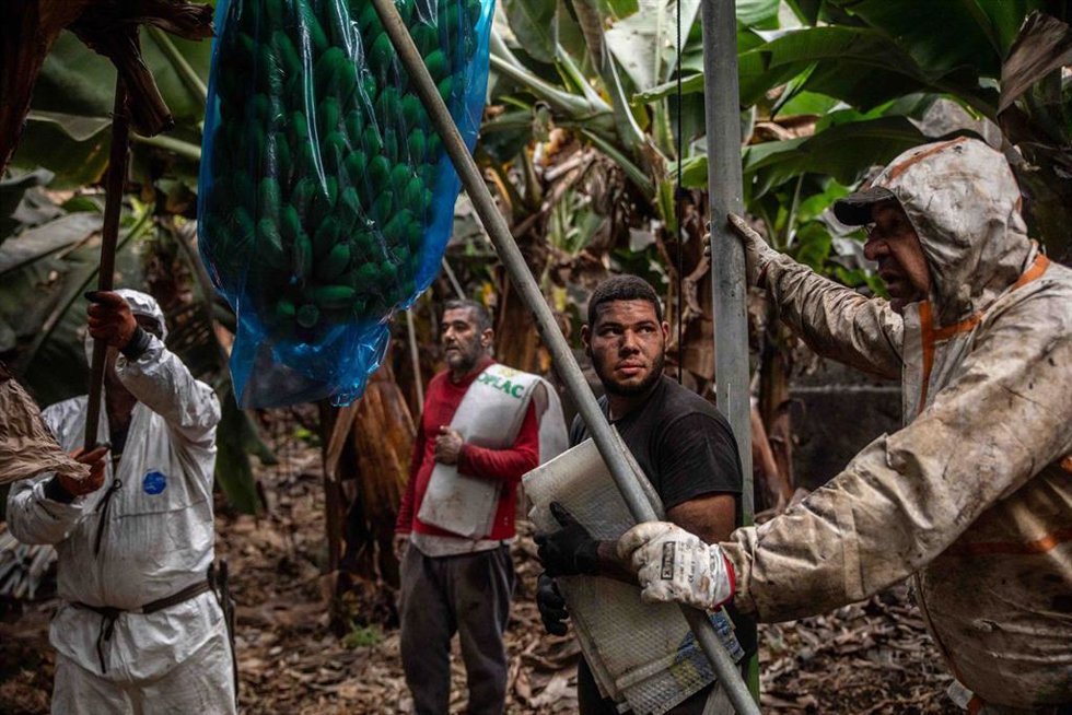 Varios agricultores recogen plataneras cubiertas de ceniza, en una finca de Fuencaliente, a 9 de noviembre de 2021, en La Palma, Santa Cruz de Tenerife, Canarias (España). La Palma es la isla del archipiélago que más plátano produce después de Tenerife,