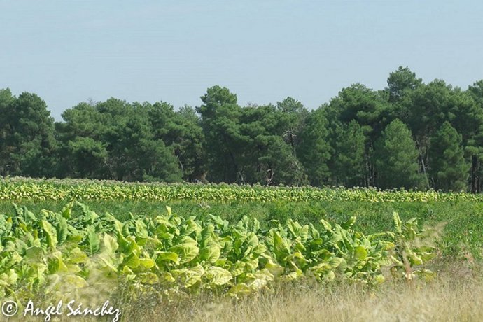 Archivo - Cultivo de tabaco