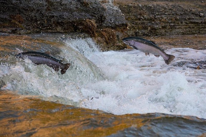 Salmones remontando un río