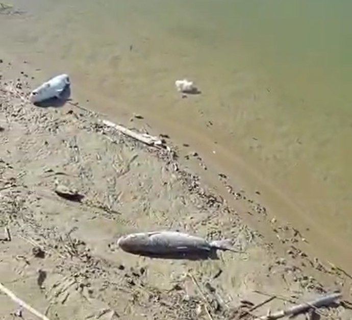 Peces muertos en la Gola de Pujol