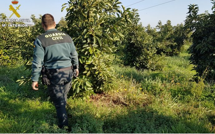 Un agente de la Guardia Civil en un campo agrícola