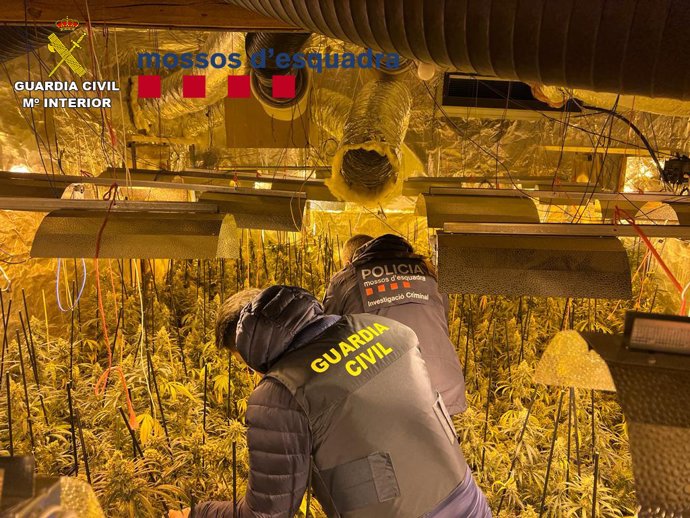 Imatge de la plantació