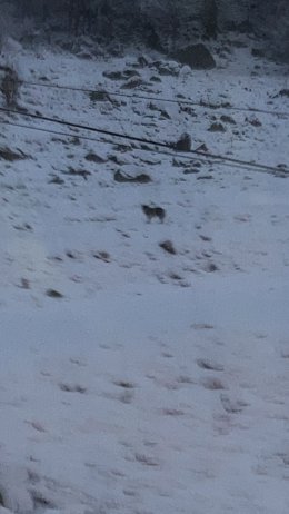 Imagen del animal fotografiado en la boca sur del túnel de Vielha.