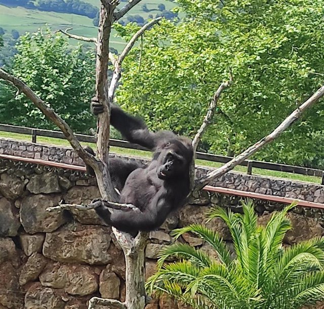 Gorila 'N'Guvu', trasladado desde Cabárceno al zoo de Kazán