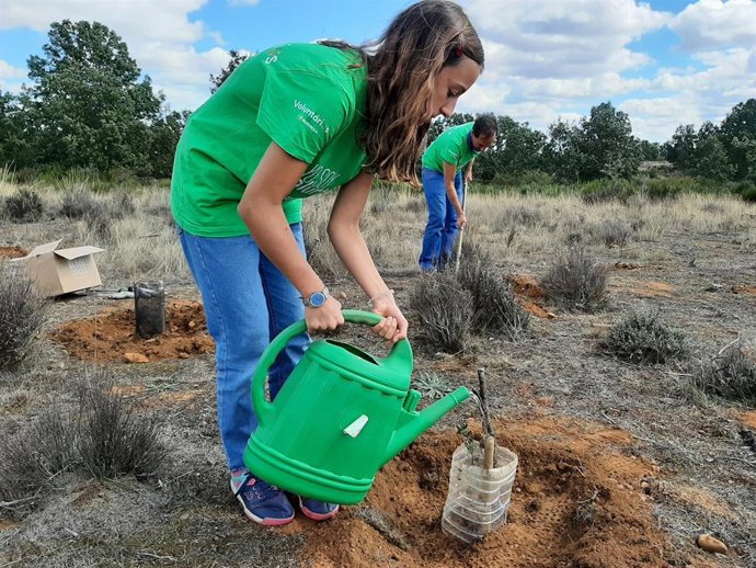 Archivo - Voluntaria de Iberdrola participando en una actividad de reforestación