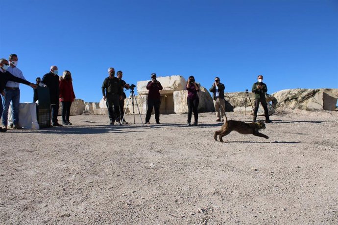 Suelta de un lince en la provincia de Albacete