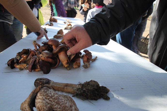 Archivo - Setas recogidas en las Jornadas Micológicas Abulenses