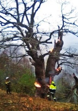Archivo - Bomberos forestales en servicio