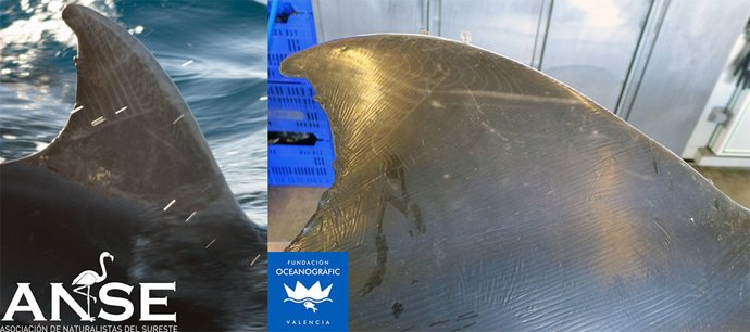 Aleta del delfín mular que han permitido su identificación