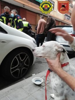 Un joven resulta herido tras salvar la vida a un perro que se precipitó desde un cuarto piso