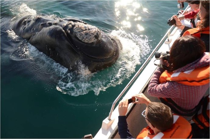 Avistaje Ballena Franca Austral
