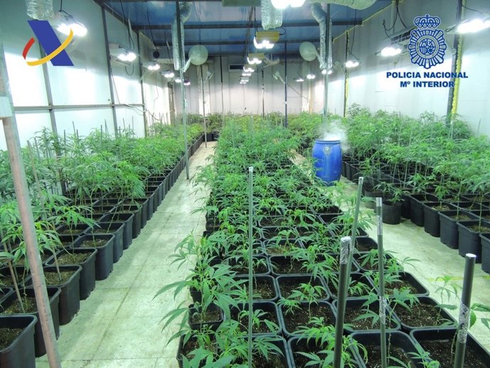 Una de las plantaciones intervenidas