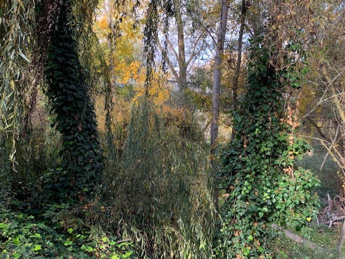 Hiedra trepadora en árboles de Logroño