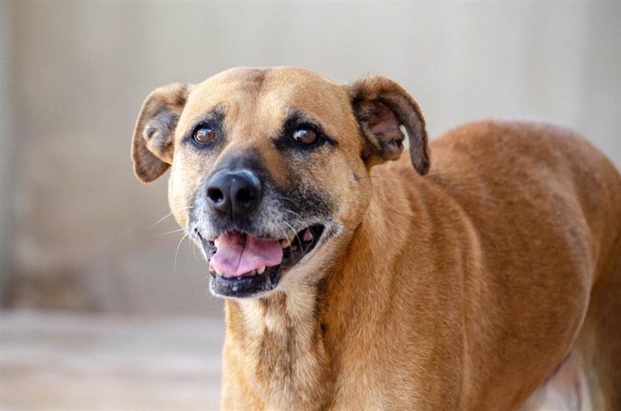 Tesla, perro que participará en el desfile solidario