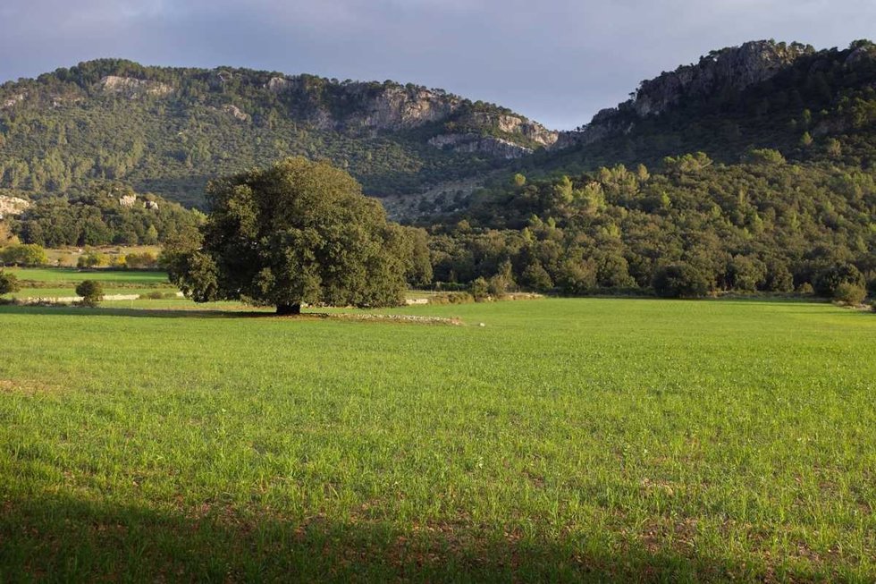 Paisaje de la Serra de Tramuntana.