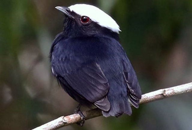 Manakin de corona blanca