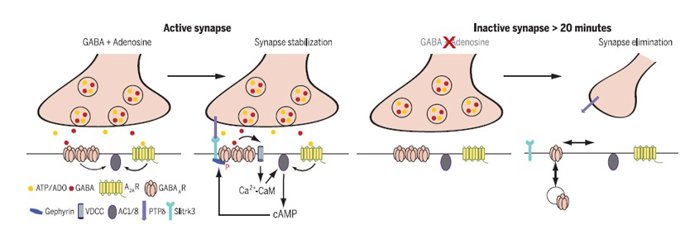 Estudio sobre la comunicación de neuronas en el que participa la UCLM
