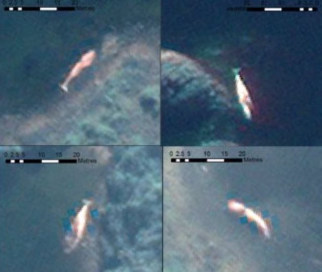 Ejemplo de avistamientos de ballenas varadas en imágenes de satélite