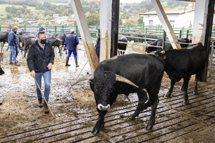 El consejero de Desarrollo Rural, Ganadería, Pesca, Alimentación y Medio Ambiente, Guillermo Blanco, asiste a la selección de sementales de raza tudanca y monchina