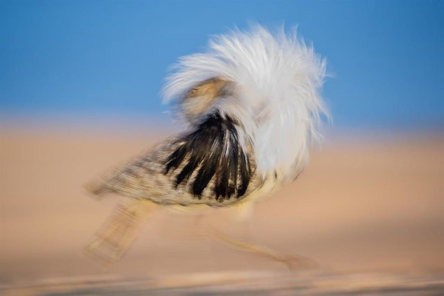 ÛEl galán del llano' de José Juan Hernández, foto ganadora de la XIV edición de FotoAves 2021 de SEO/BirdLife