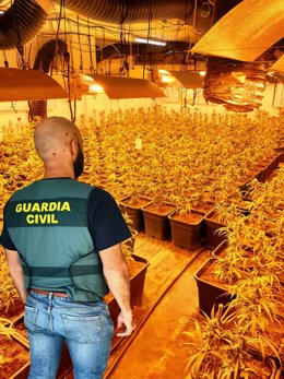 Plantación en Llombai