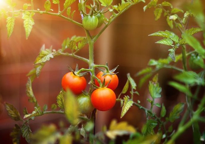 Cultivo de tomate en un invernadero solar de Almería.