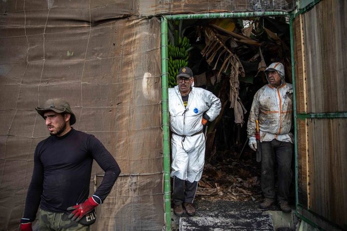 Varios agricultores durante la recogida de plataneras cubiertas de ceniza, en una finca de Fuencaliente