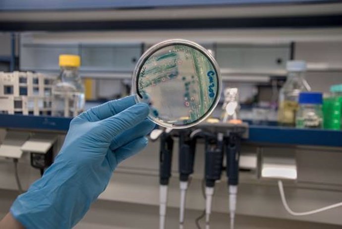 Placa de Petri con un cultivo de la bacteria Klebsiella pneumoniae
