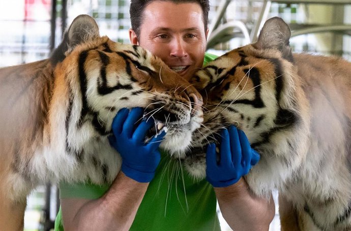 Archivo - Imagen de archivo de un circo con animales salvajes